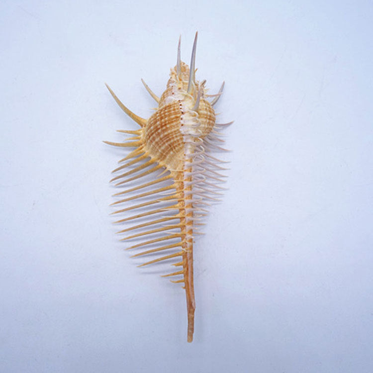 Ancient Conch Comb Conch Shell Aquarium Fish Decoration Specimen Conch
